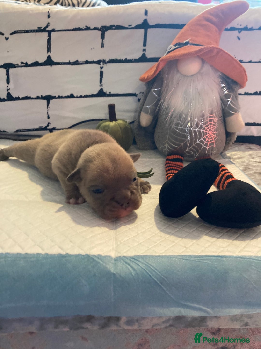 English Bulldog dogs for sale: Litter of 8  - Image 36