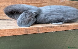 Mini Lop rabbits for sale: MINI LOP BUNNIES - pedigree  - Image 36