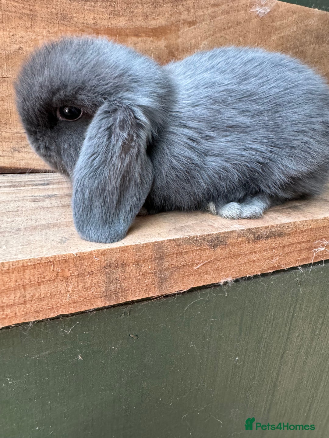 Mini Lop rabbits for sale: MINI LOP BUNNIES - pedigree  - Image 36