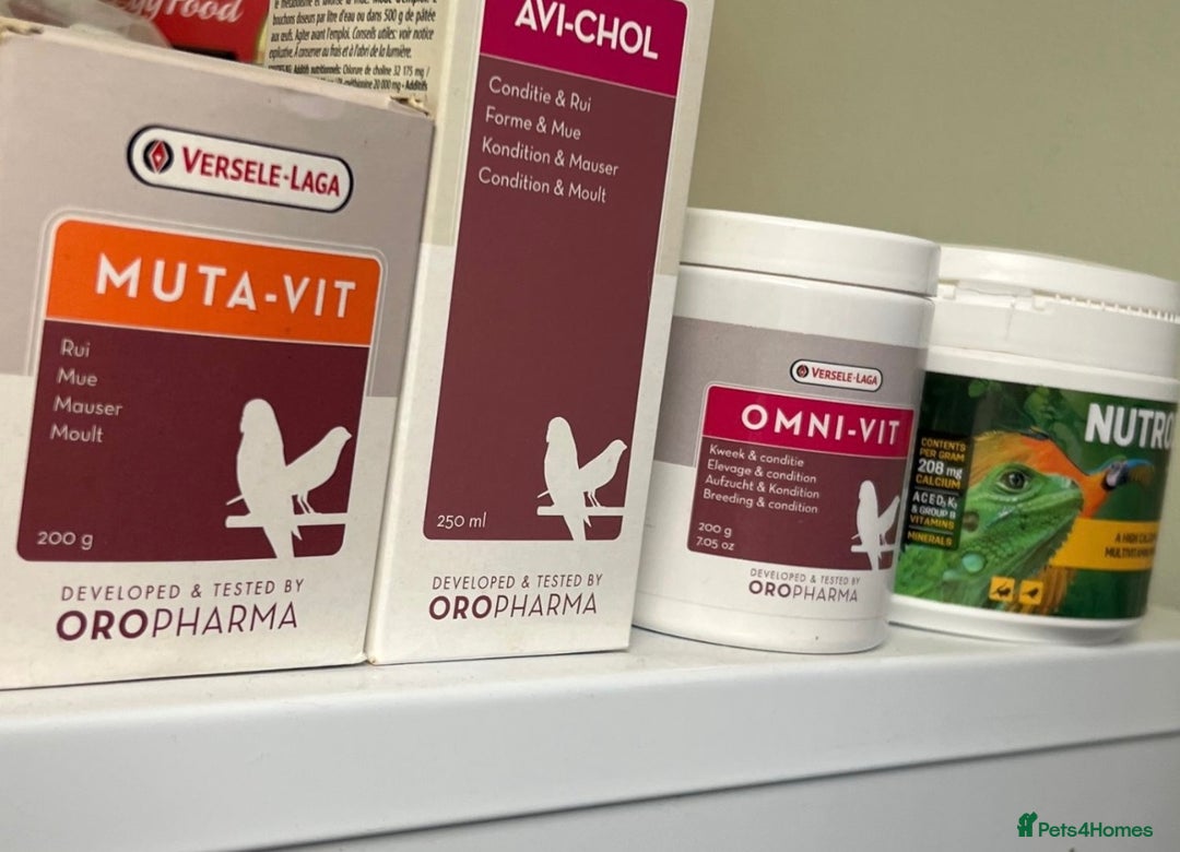 Canaries birds for sale: Varied Canaries for sale (Mostly Red Factors) - Advert 11