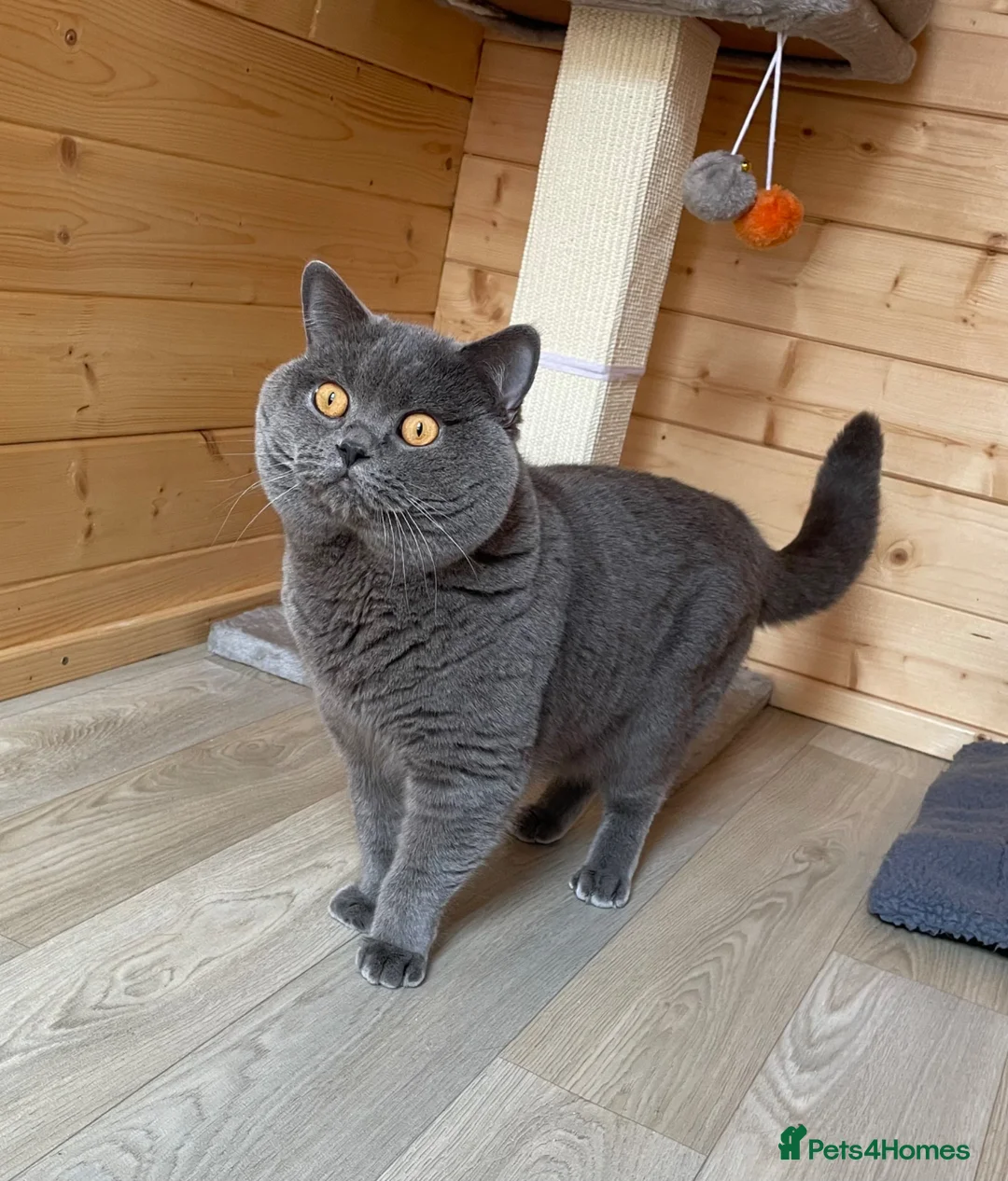 British Shorthair cats for stud: GCCF Active Reg BSH Blue Stud  - Advert 4