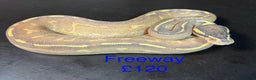 Python Snake reptiles for sale: Ball/royal pythons  - Advert 16
