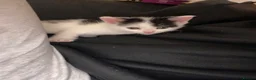 American Shorthair cats for sale: 2 girl kittens  - Advert 7