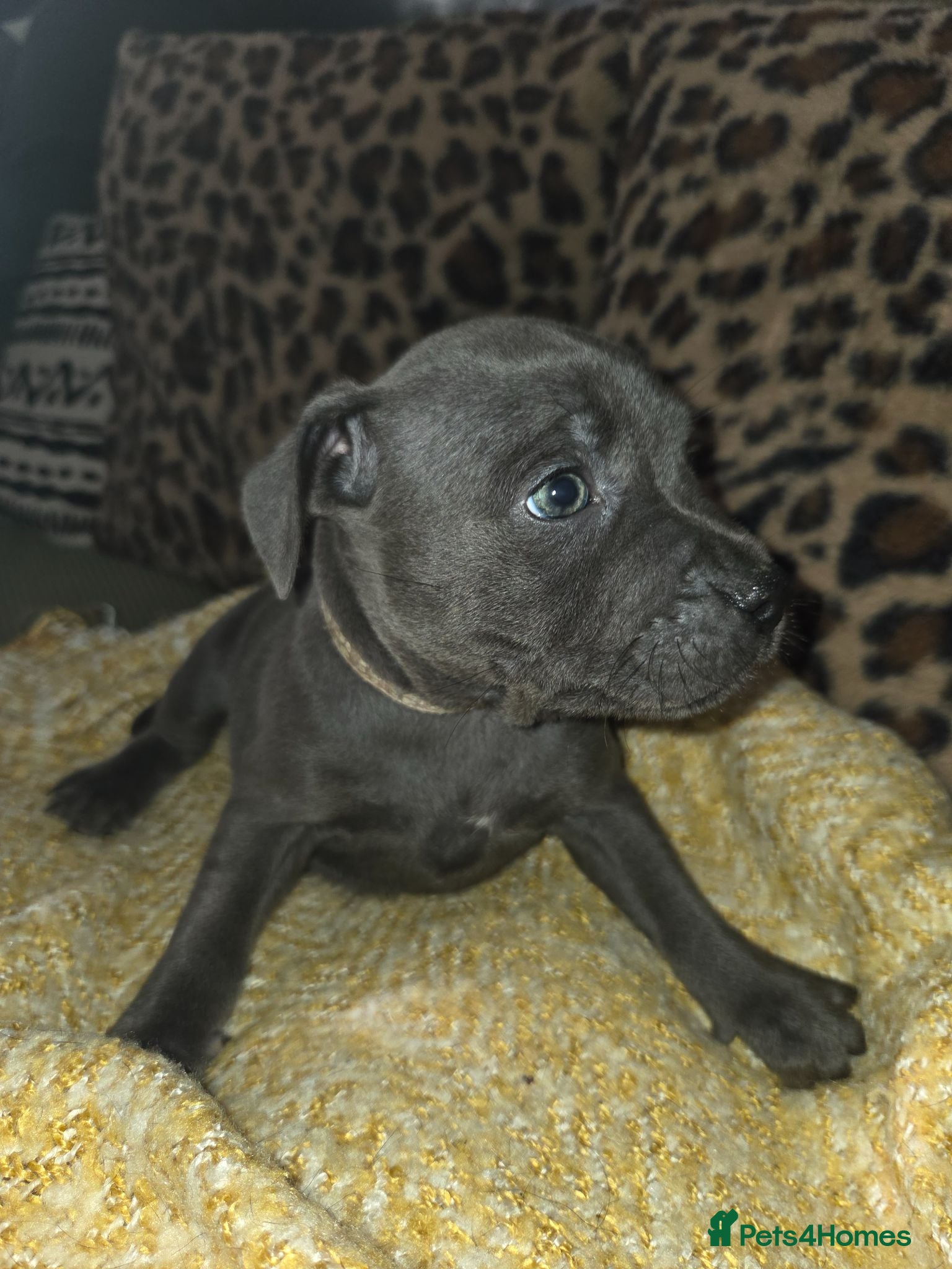 Staffordshire Bull Terrier dogs KC CHAMPION BLOODLINES UNMATCHED PEDIGREE SBT  - Advert 12