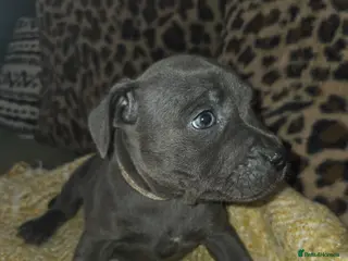 Staffordshire Bull Terrier dogs KC CHAMPION BLOODLINES UNMATCHED PEDIGREE SBT - Advert 12