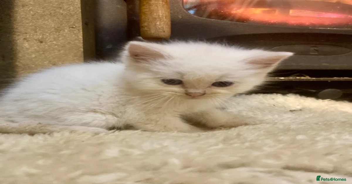 Ragdoll Kittens for sale | Pets4Homes