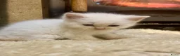 Ragdoll cats for sale: GORGEOUS Ragdoll x kittens  - Advert 4