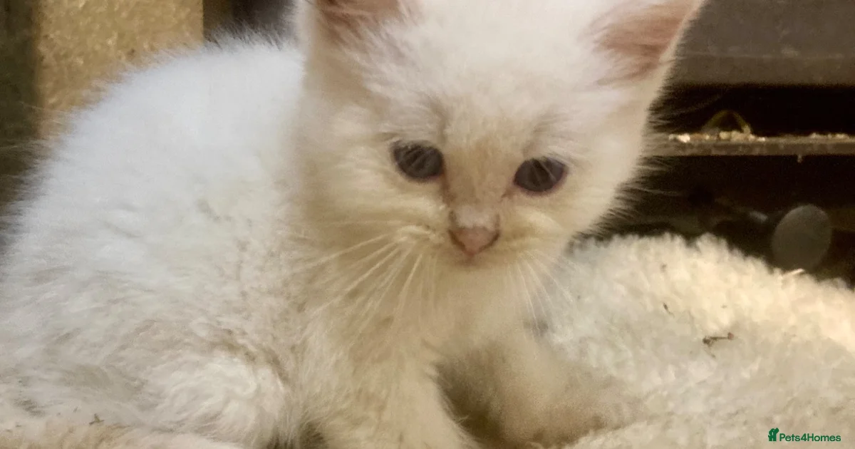 Ragdoll Kittens for sale | Pets4Homes