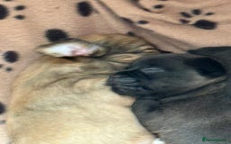Chihuahua dogs for sale: Absolutely Stunning Little Chihuahua Puppies - Image 10