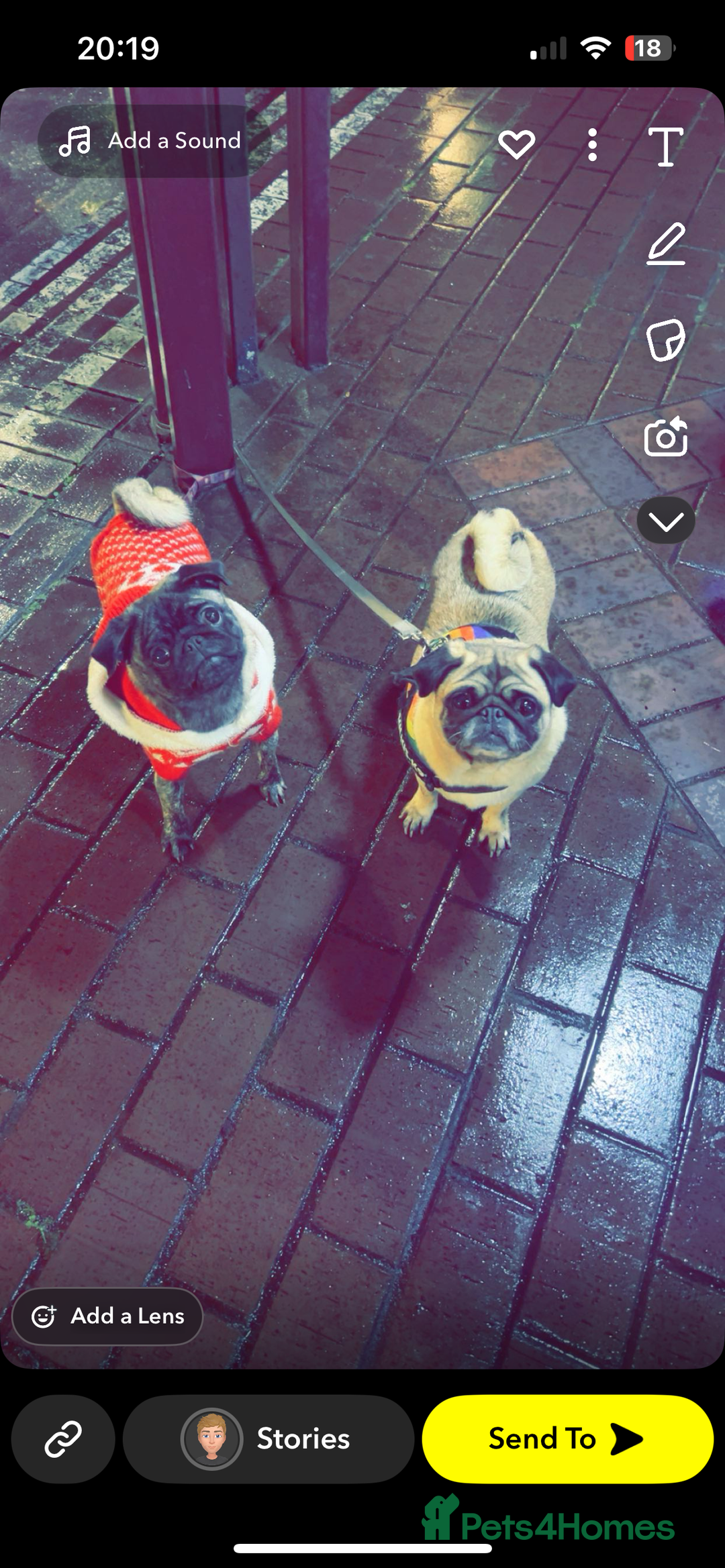 Pug dogs for sale: Sweet young female pug  - Image 3