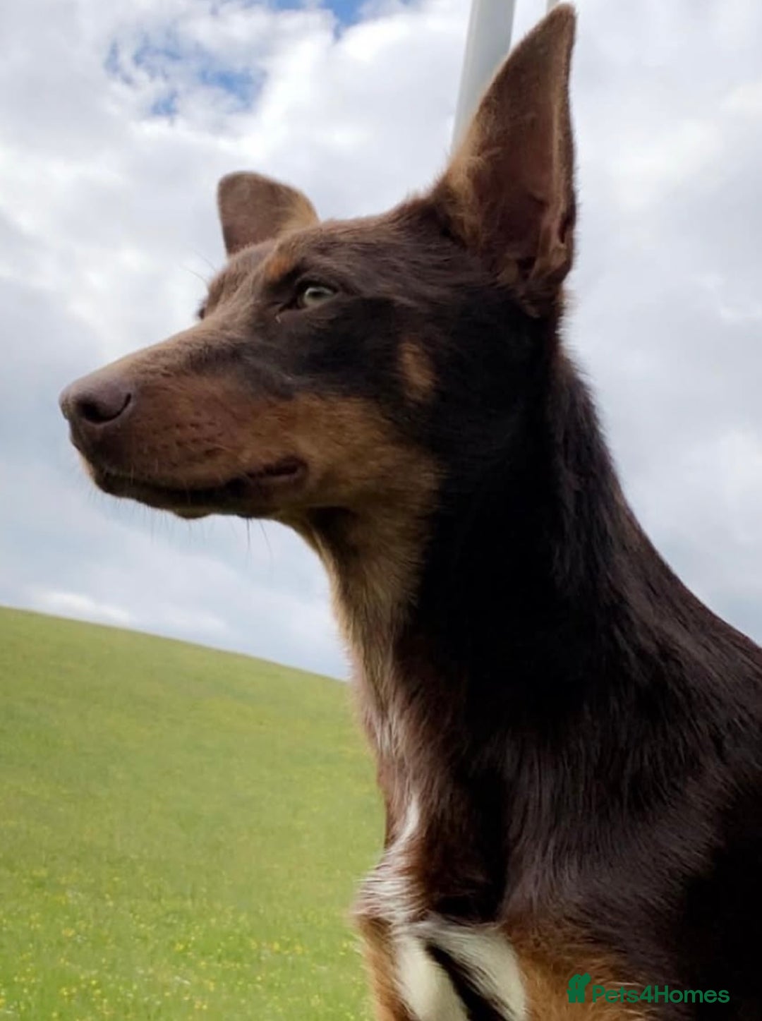 Border Collie dogs for sale: Puppies for sale  - Advert 12