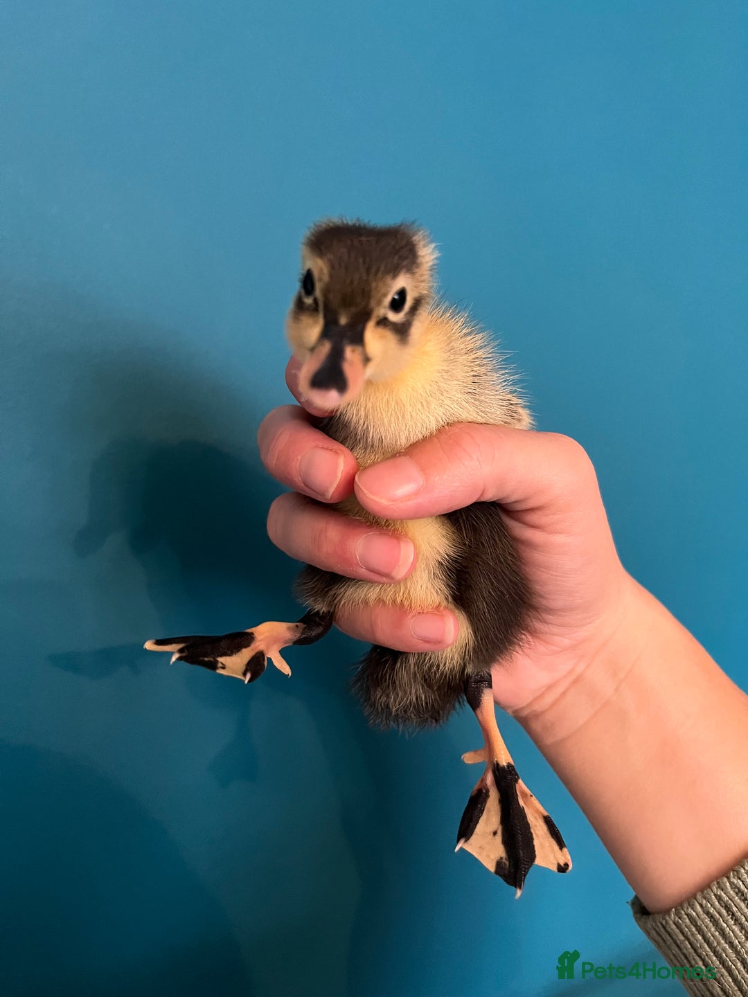 Ducks poultry for sale: Runner ducklings - Image 6