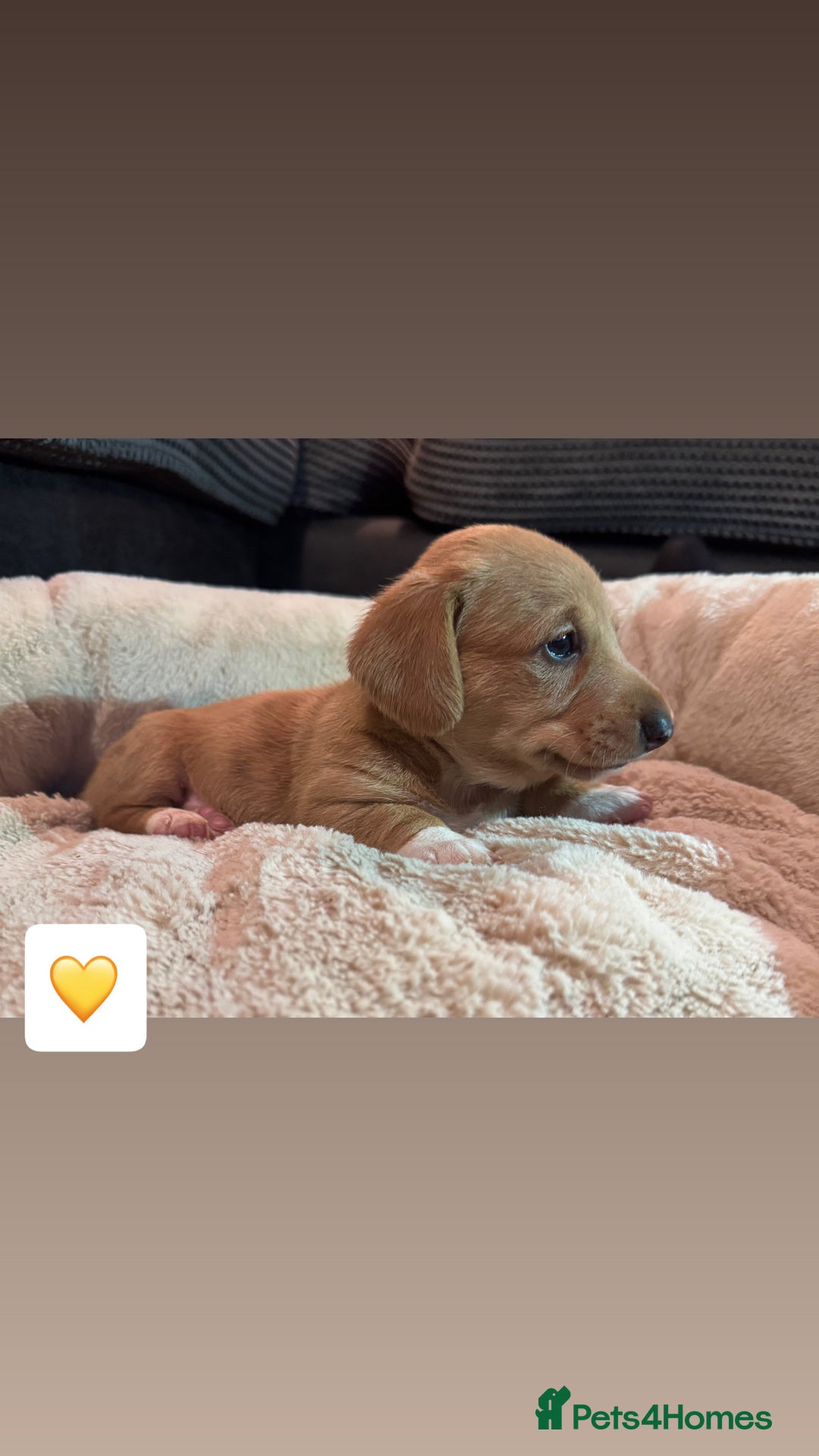 Mixed Breed dogs for sale: 💛Dorgi Puppies🤎 - Advert 13