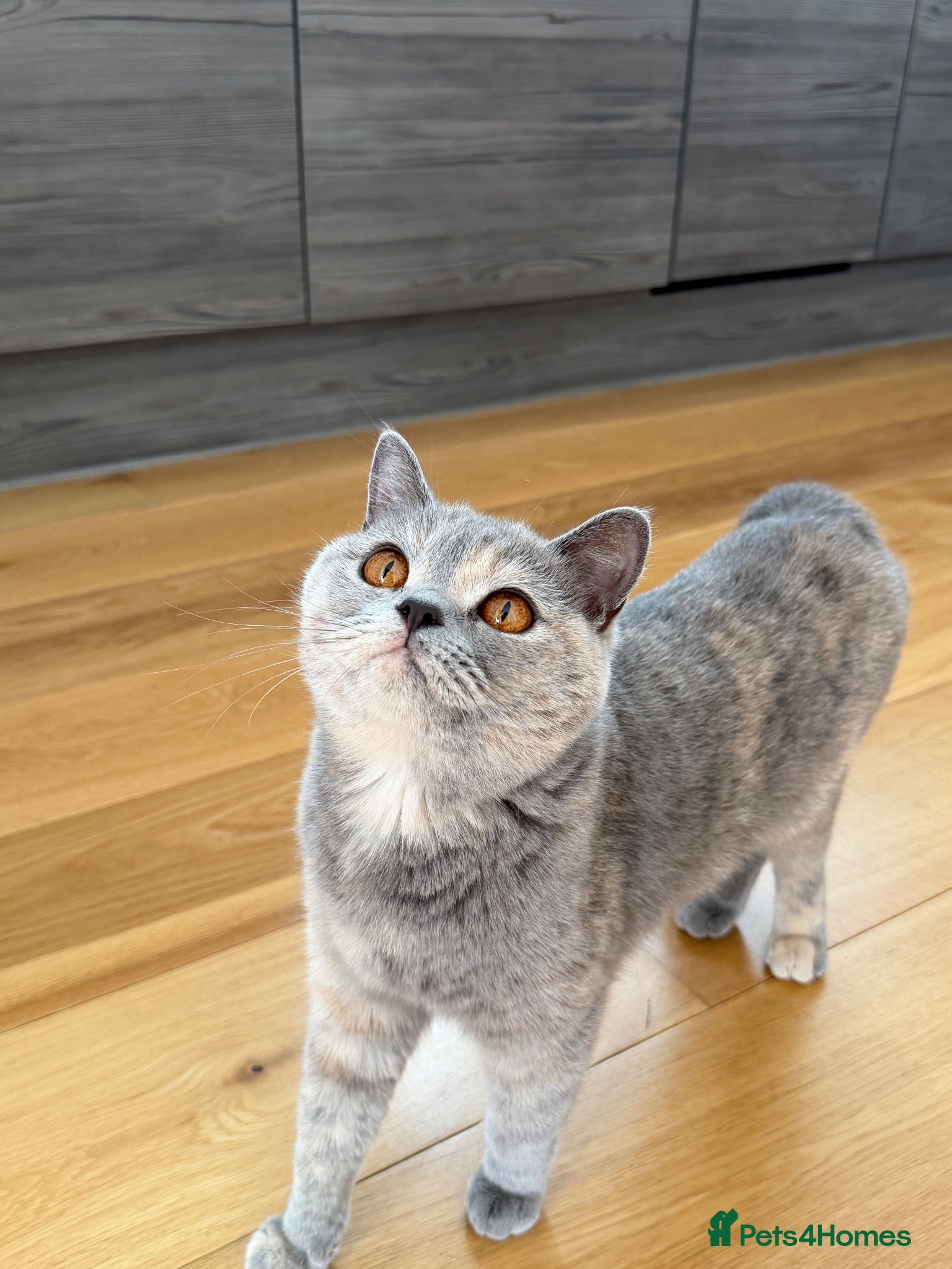 British Shorthair cats Beautiful Lilac British Shorthair Female – £680 - Advert 1