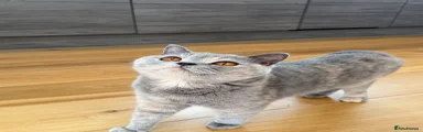 British Shorthair 