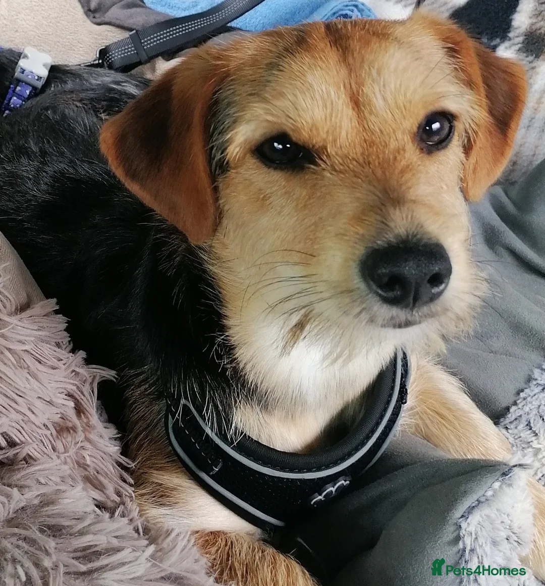 Mixed Breed dogs for sale: Yorkie Cross Jack Russell  in Bridgwater - Advert 1