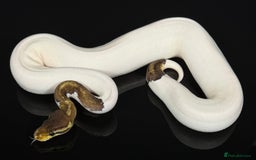 Python Snake reptiles for sale: Royal pythons/ball pythons  - Image 11