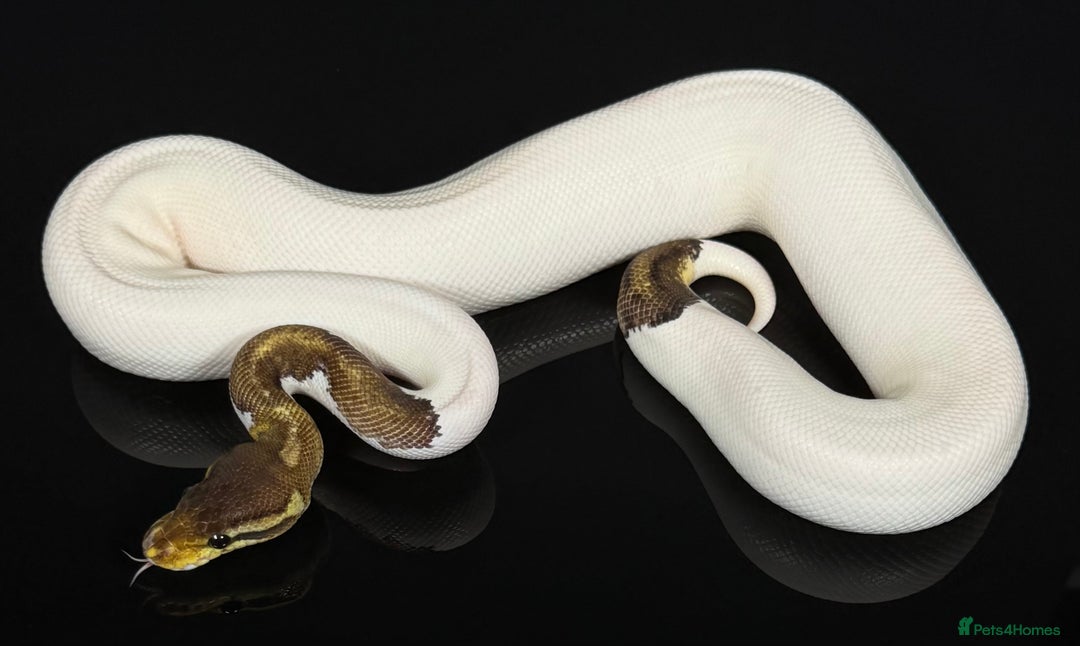 Python Snake reptiles for sale: Royal pythons/ball pythons  - Image 11