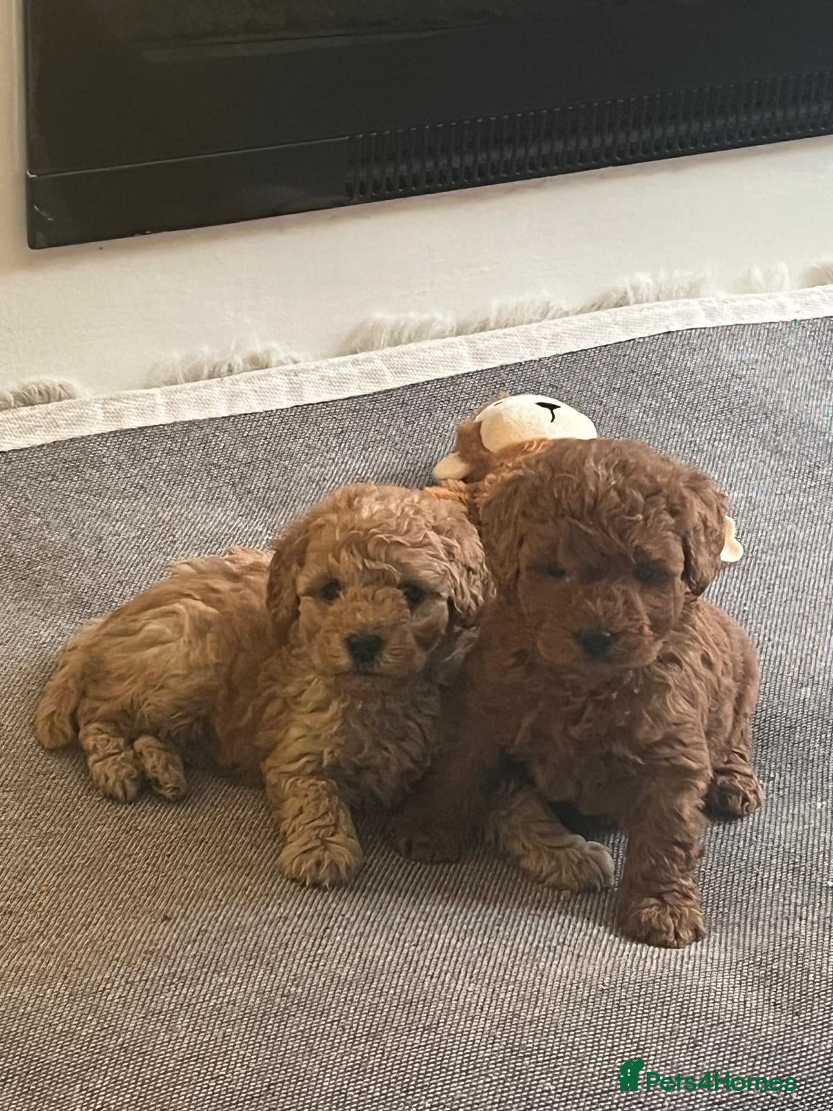 Toy Poodle dogs Toy poodle puppies - Advert 3