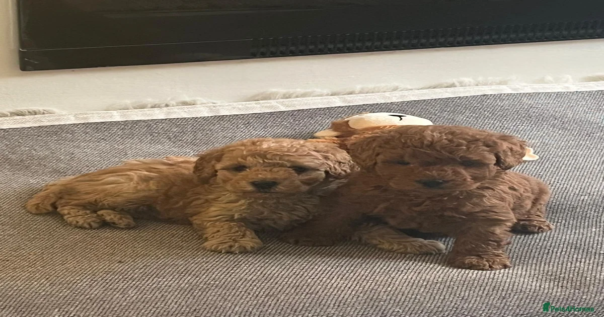Toy Poodle Puppies for sale | Pets4Homes