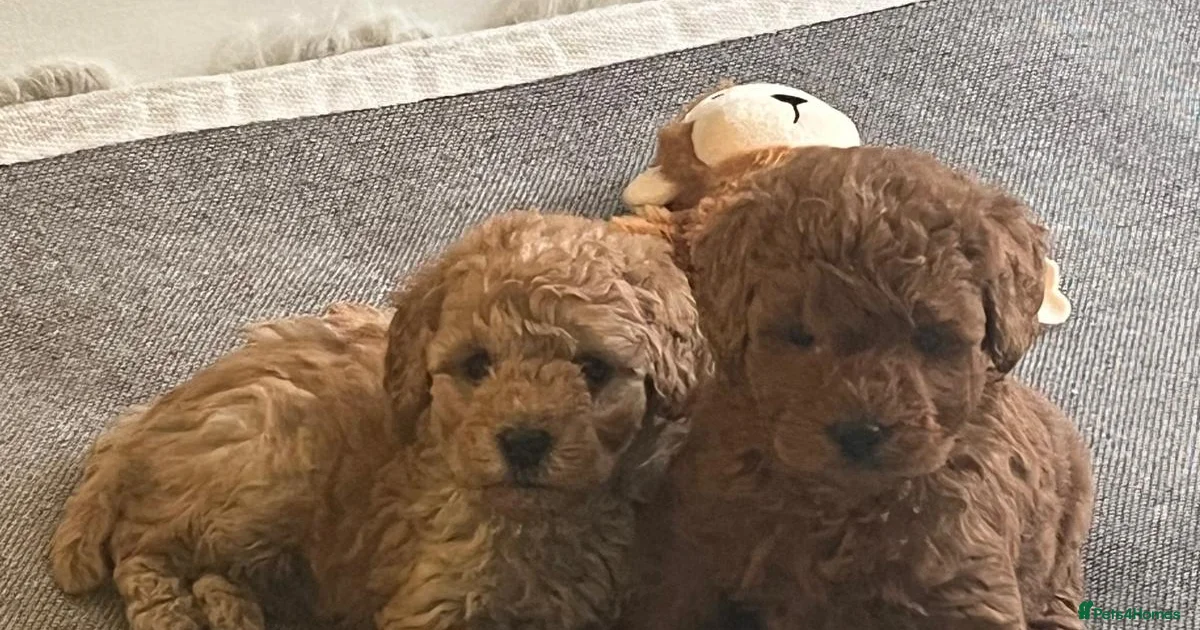 Toy Poodle Puppies for sale | Pets4Homes