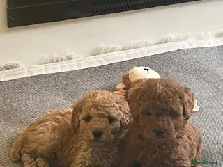 Toy Poodle dogs Toy poodle puppies - Advert 3