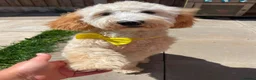 Labradoodle dogs for sale: Stunning Doodles Mini\Small Medium  - Advert 3