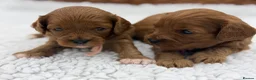 Cavapoo dogs for sale: F1 Health Tested Toy Cavapoos - Advert 9