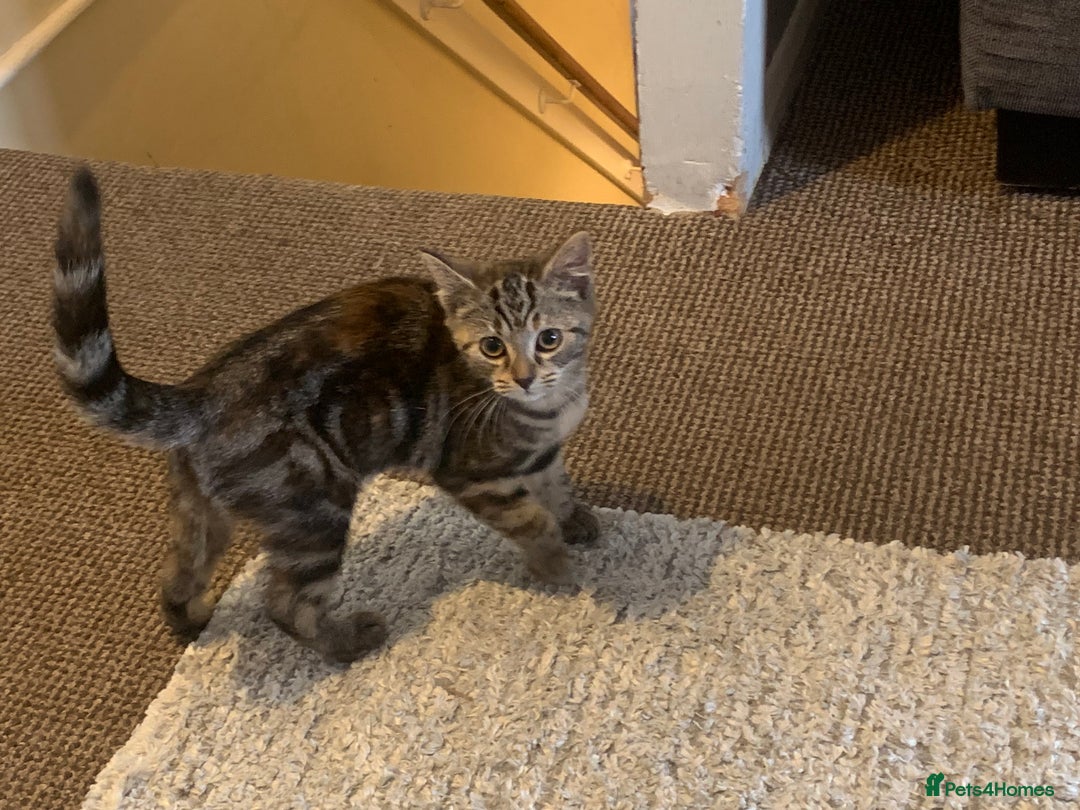 Mixed Breed cats for sale: Mollie  - Image 8