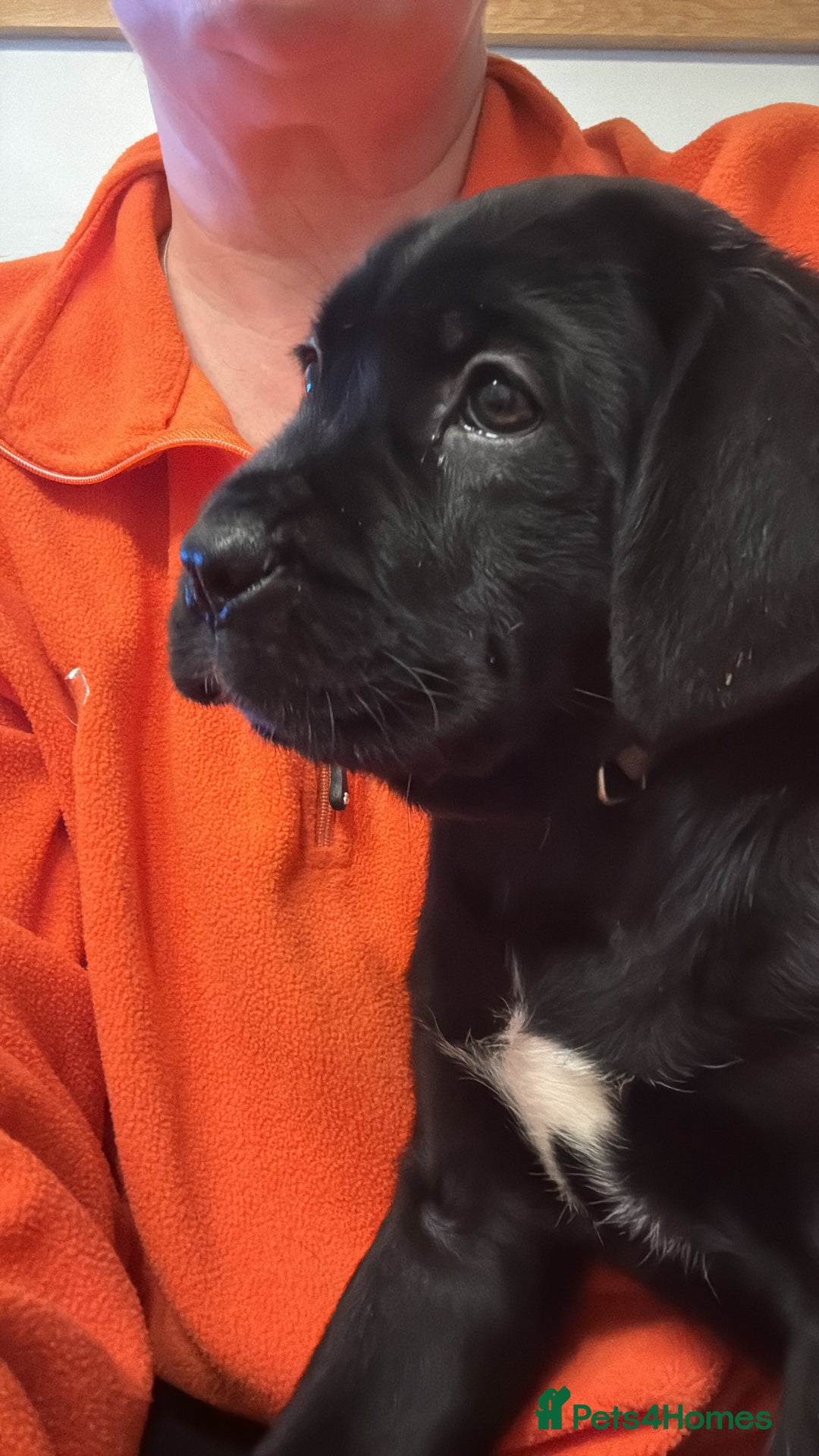 Cane Corso dogs for sale: 1 girl needing her forever homes  - Advert 13