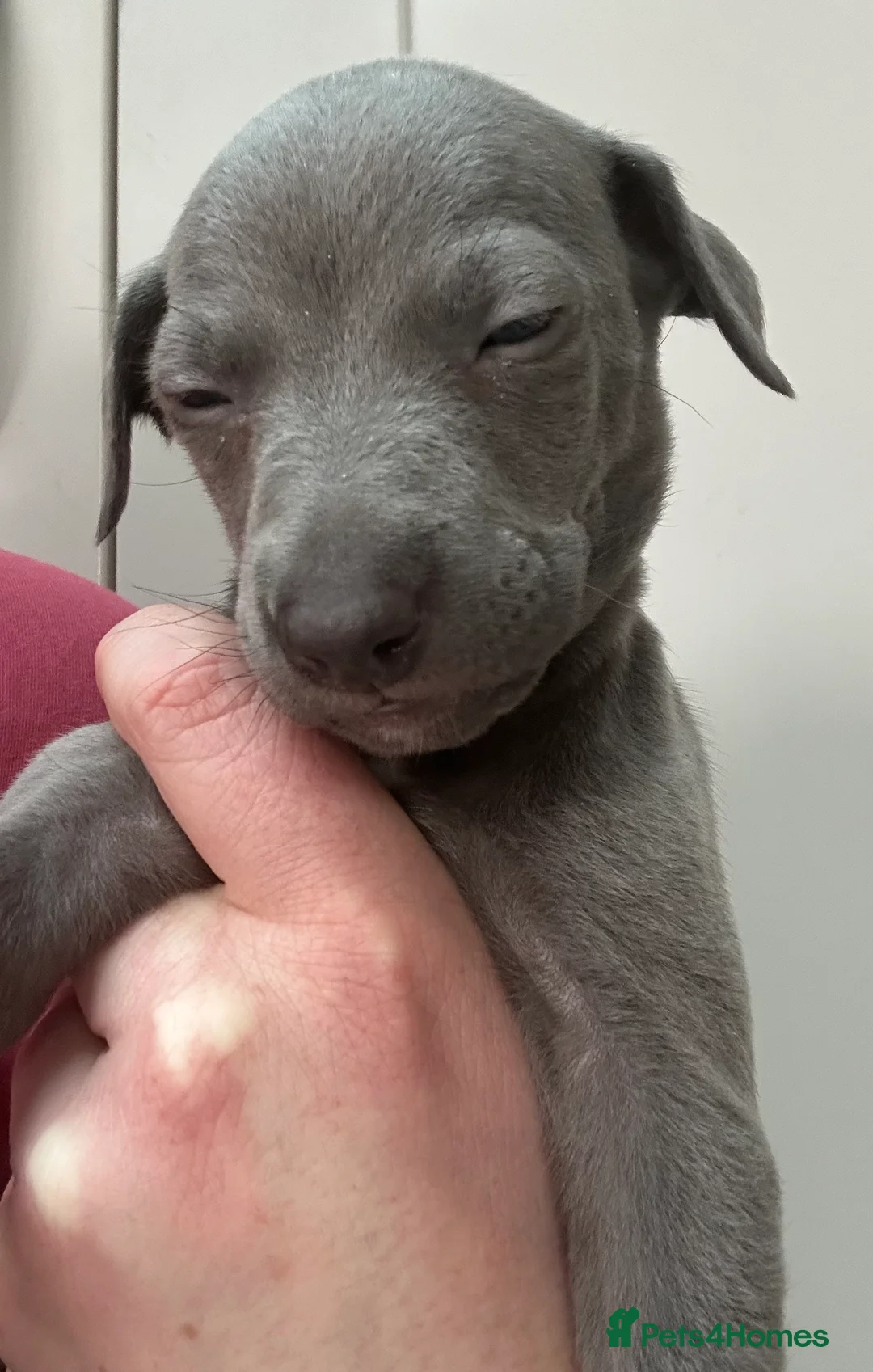 Whippet dogs for sale: Whippet Puppies - Advert 10