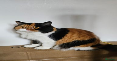 Selkirk Rex cats - Advert 6