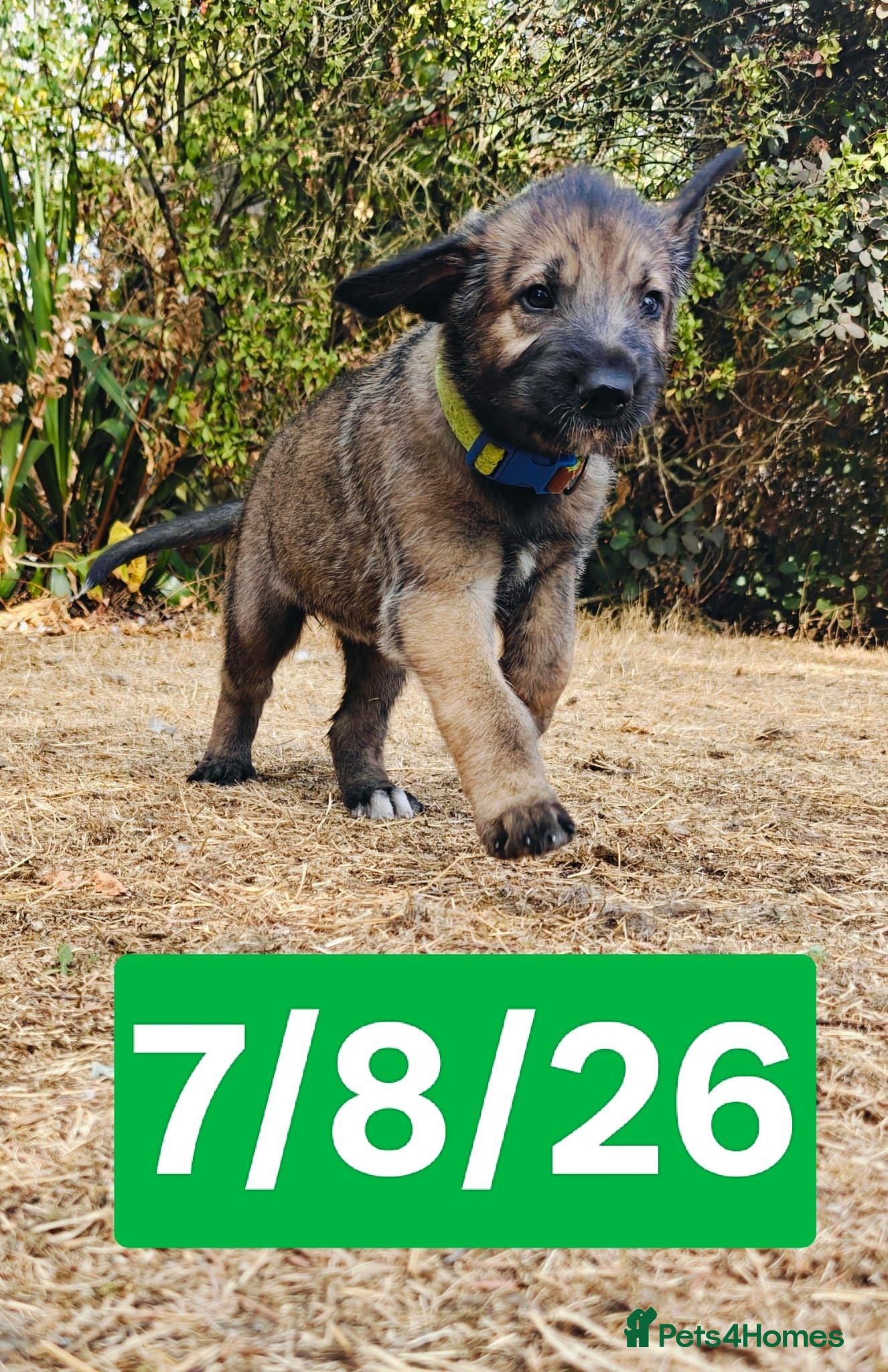 Irish Wolfhound dogs Stunning KC reg Irish Wolfhound litter for sale - Advert 2