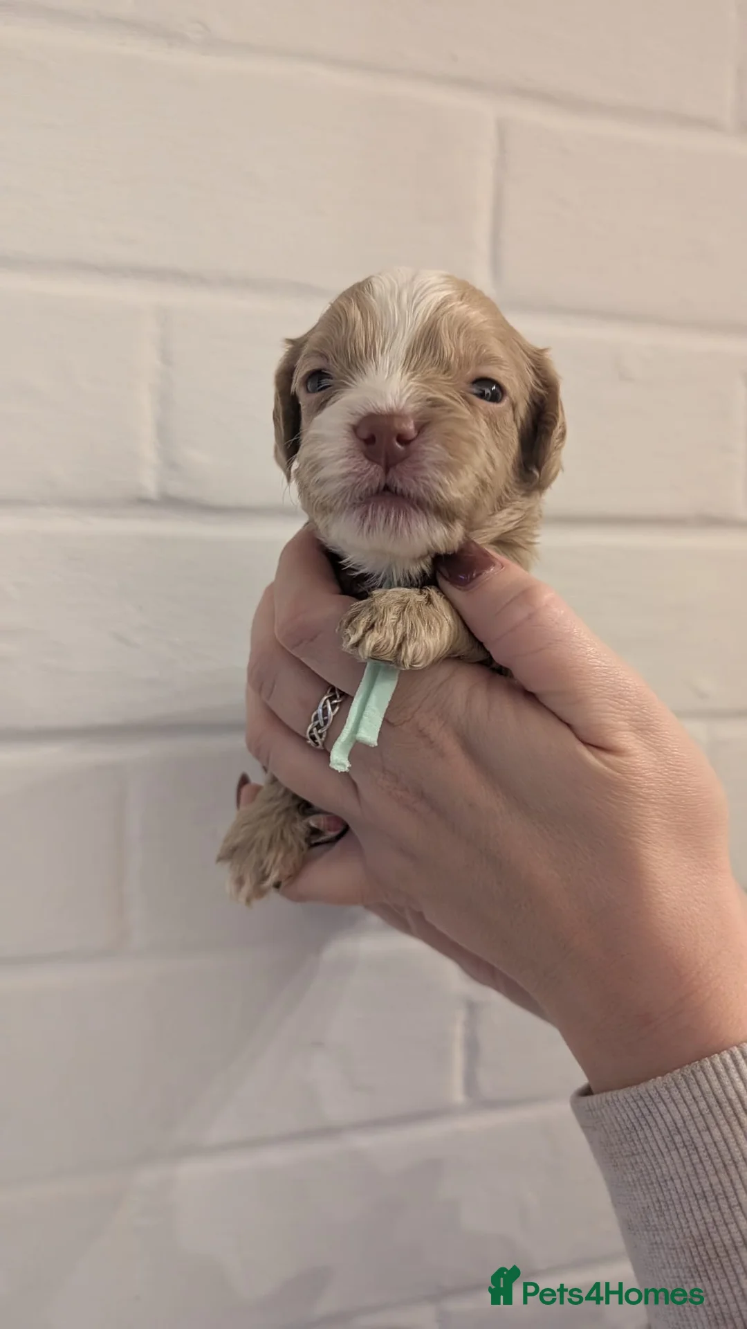 Cockapoo dogs for sale: Cockapoo puppies - Advert 3