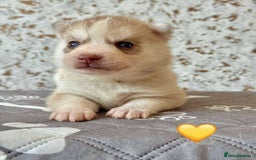 Siberian Husky dogs for sale: Beautiful KC registered Siberian puppies  - Image 5