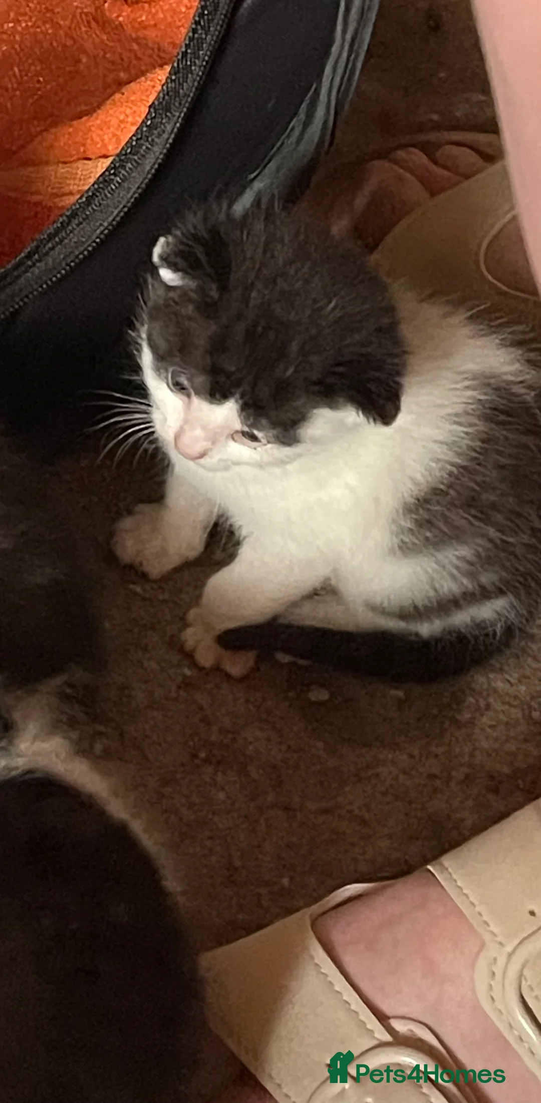Mixed Breed cats for sale: Adorable kitten looking for new loving home - Advert 2