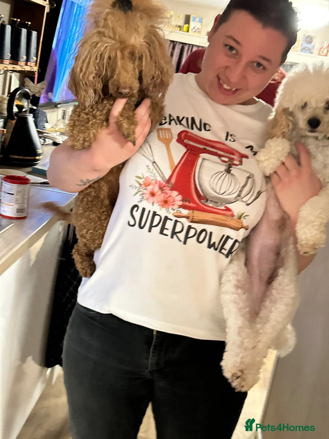 Cavapoo dogs for sale: Extensively health tested cavapoos  - Advert 2