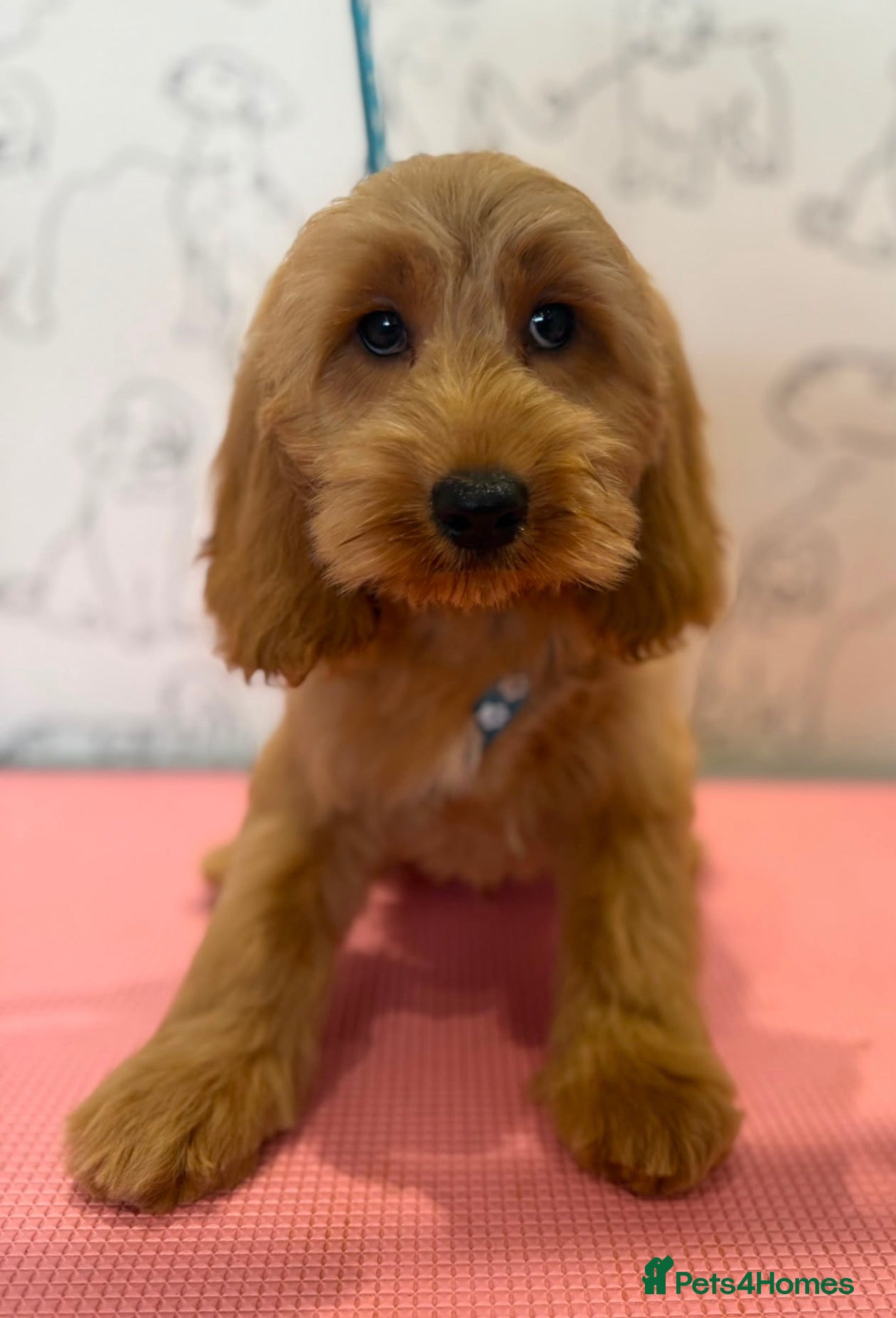 Cockapoo dogs 💜💛🧡Stunning Cockapoo's READY NOW 🧡💛💙 - Advert 1