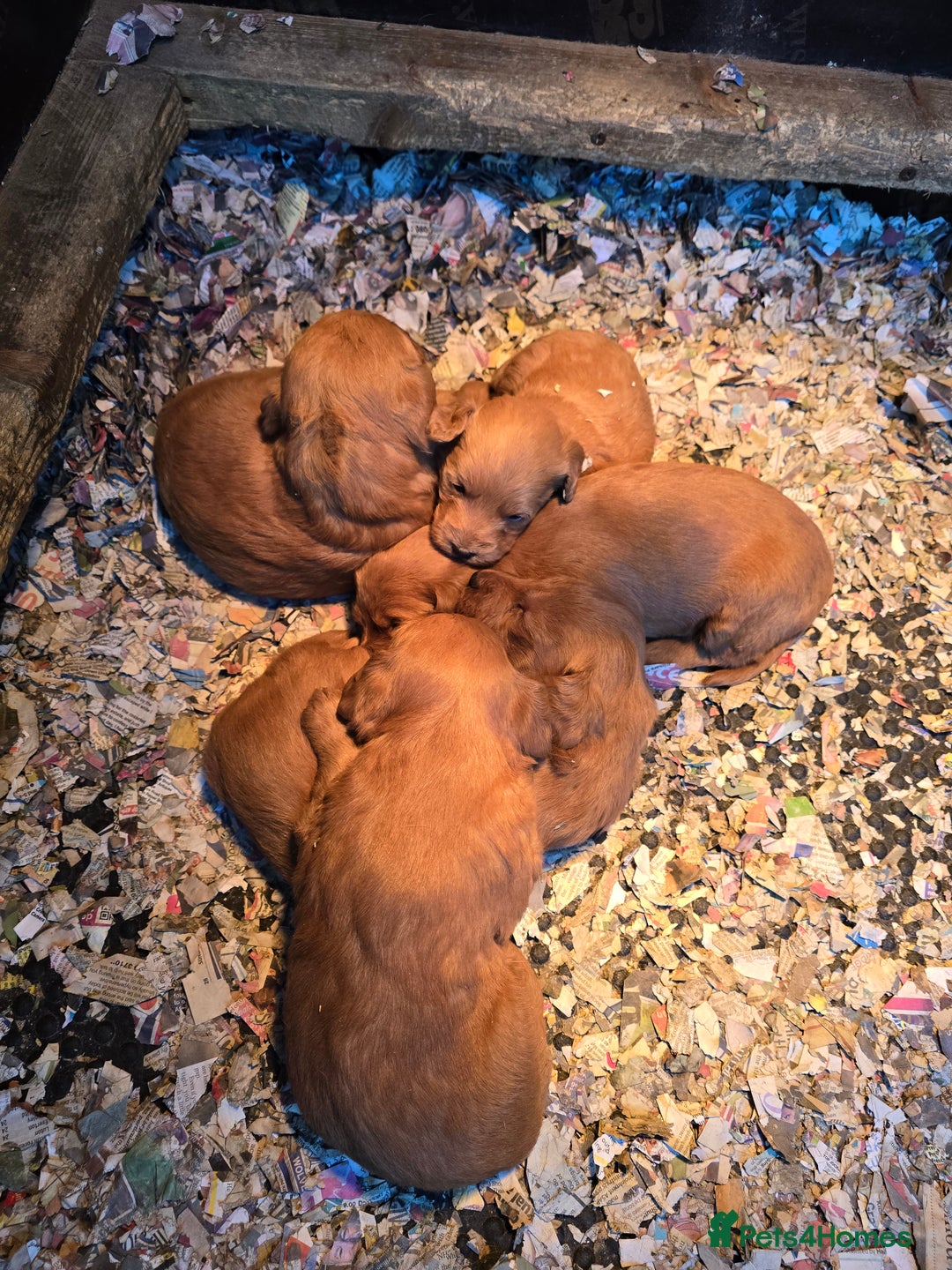 Labradoodle dogs for sale: Beautiful F1 Labradoodles Rich Red - Image 5