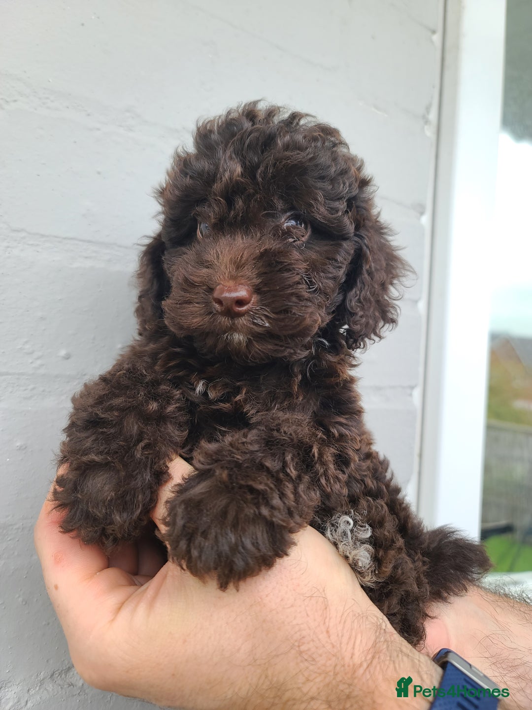 Cavapoo dogs for sale: Waitlist Jan/Feb 26.  F1B Cavapoo. Health Tested  - Advert 10