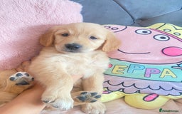 Golden Retriever dogs for sale: Beautiful KC golden pups ready to leave 🥰🥰🏡 - Image 14