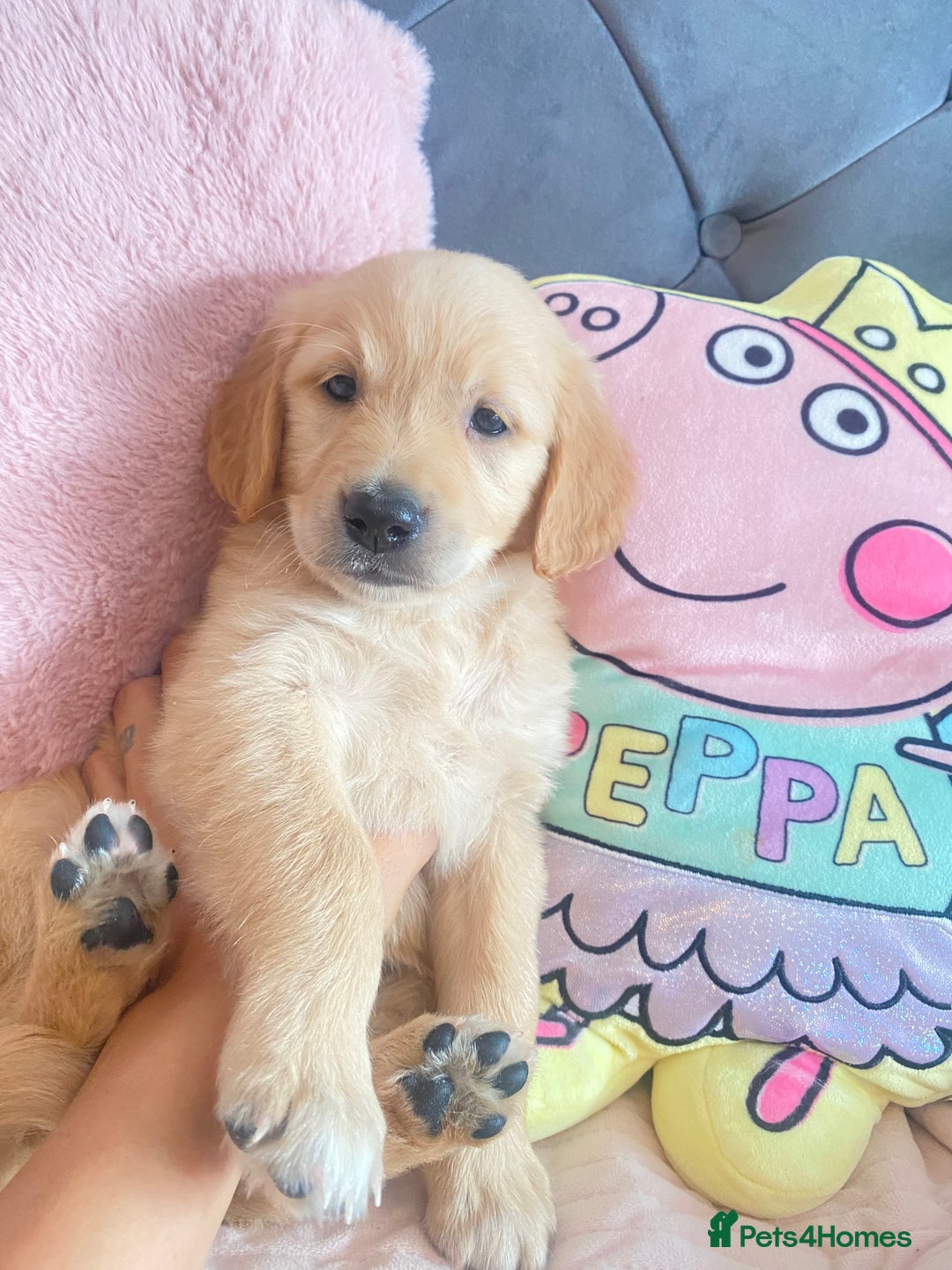 Golden Retriever dogs for sale: Beautiful KC golden pups ready to leave 🥰🥰🏡 - Image 14