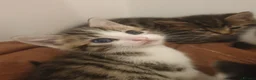 Mixed Breed cats for sale: Sweet Kittens Raised with Love and Children - Advert 27