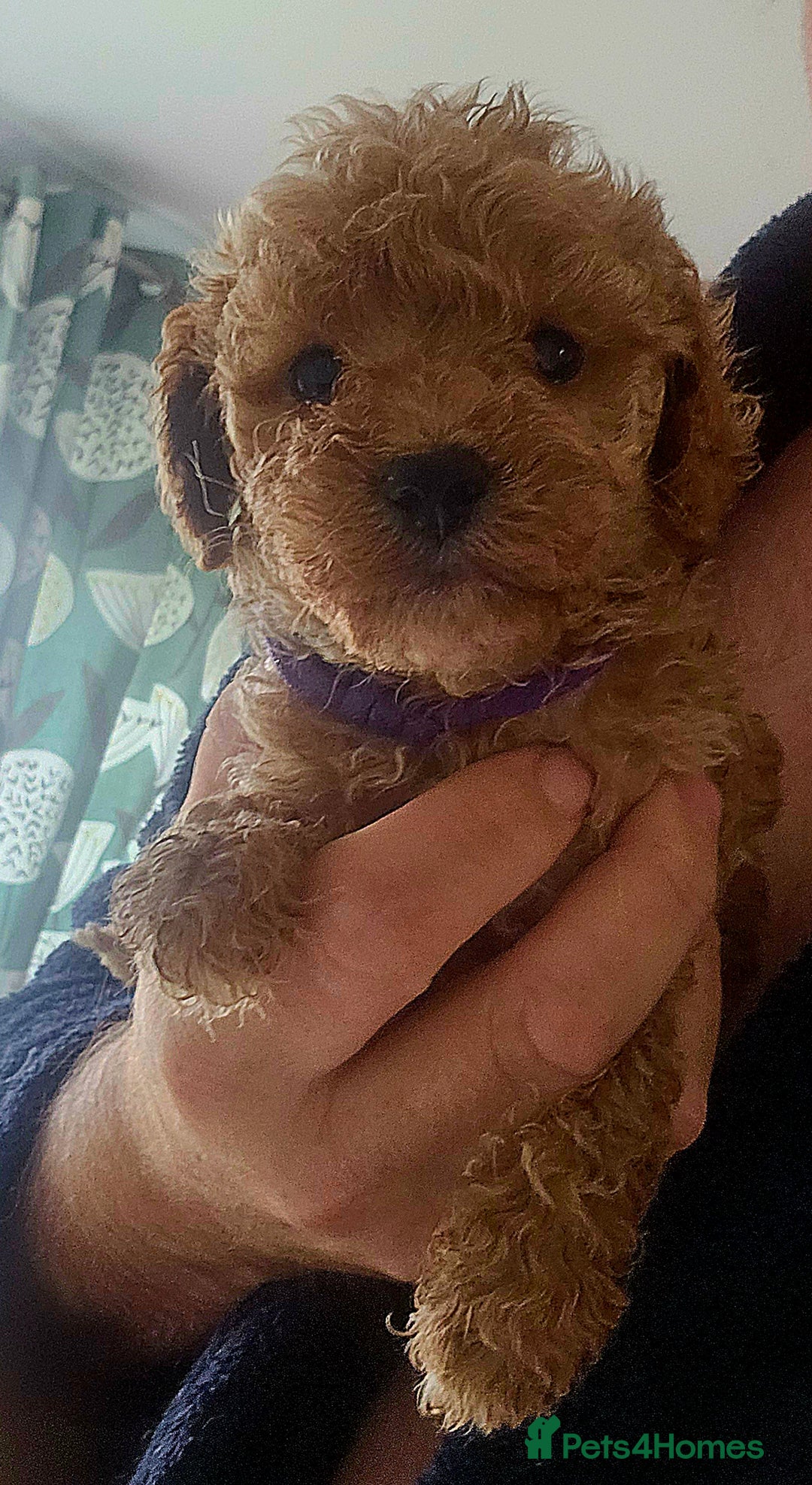 Cockapoo dogs for sale: Cockapoos F1b  - Image 4