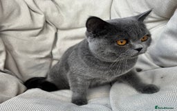 British Shorthair cats for sale: British shorthair female🏆 in Norwich - Image 8