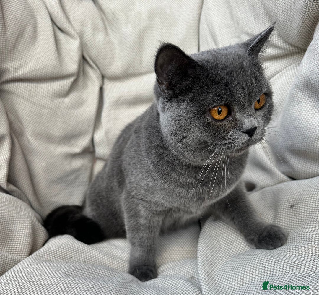 British Shorthair cats for sale: British shorthair female🏆 in Norwich - Image 8