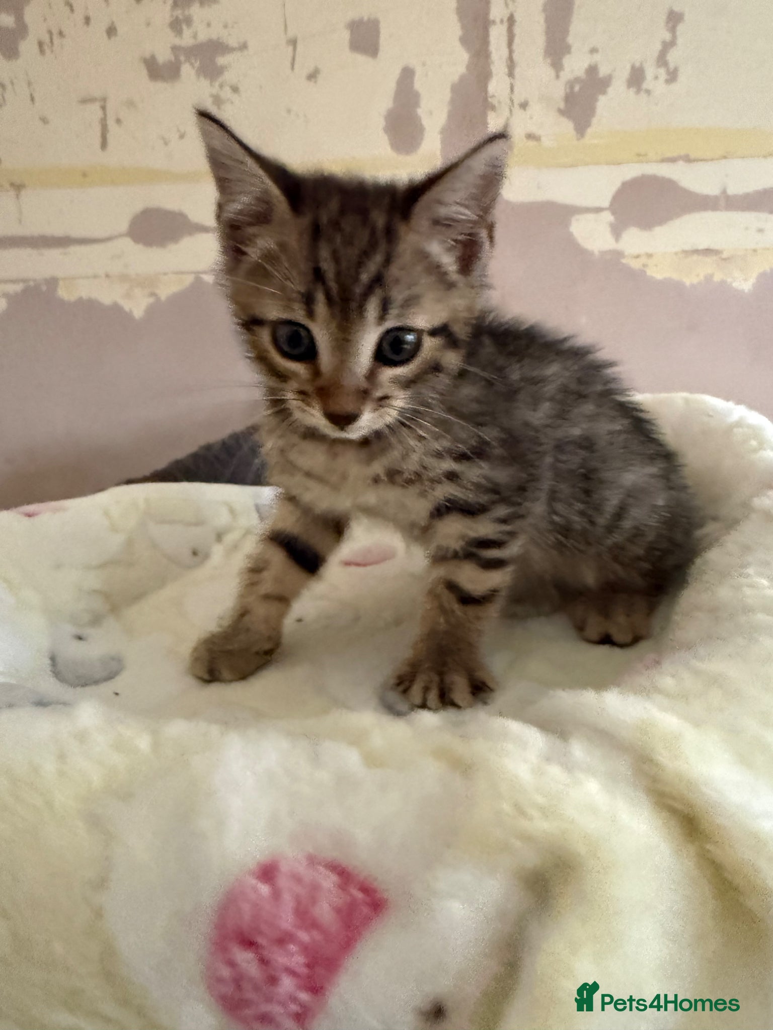 Bengal cats for sale: Cute Tabby/bengal kitty Looking for a Loving Home! - Advert 2