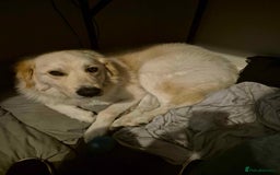 Mixed Breed dogs for sale: Stunning Litter of Labradoodle x Pyrenees - Advert 4