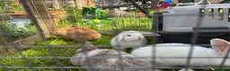 Lionhead rabbits for sale: 4 minilop babies & 1 lionlop girl  - Advert 15