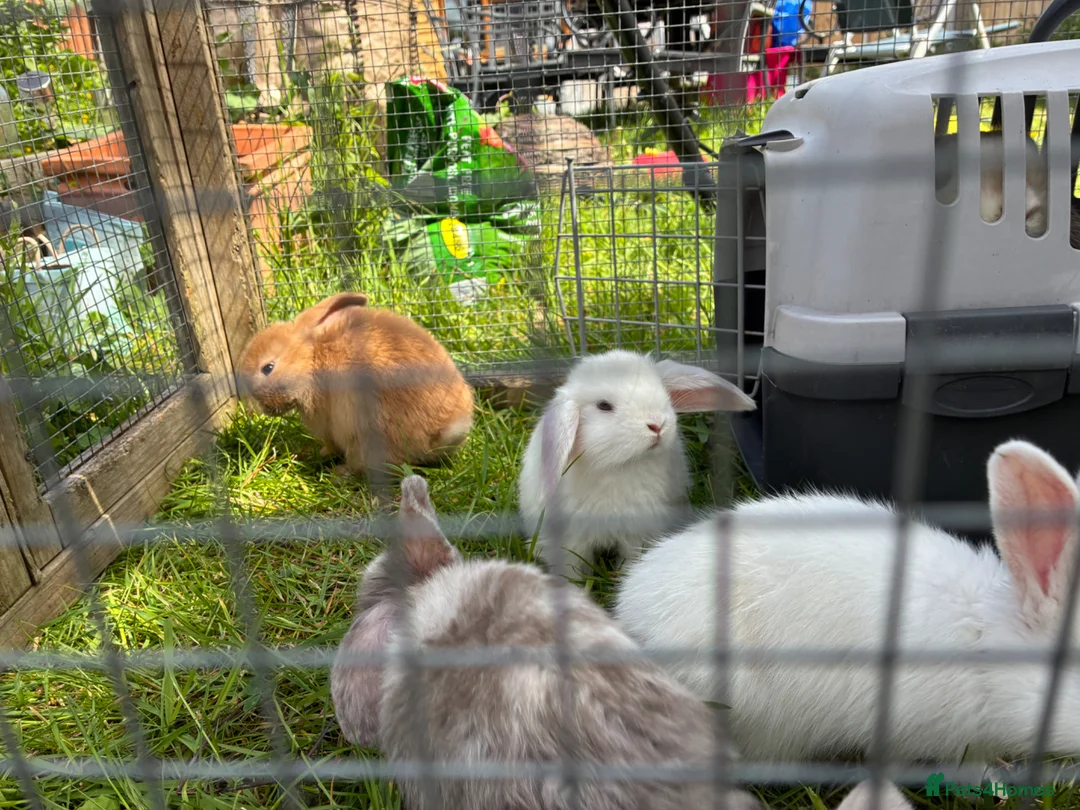 Lionhead rabbits for sale: 4 minilop babies & 1 lionlop girl  - Advert 15